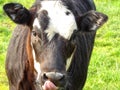 Young calf in green field licking lips Royalty Free Stock Photo