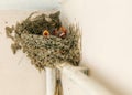 Very young a few days old Cyprus barn swallow chickens babies Hirundo rustica in cup nest on pipe inside building Royalty Free Stock Photo