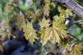 Very young fresh maple leaves Acer platanoides in spring