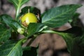 Very young fruit of yellow round bird pepper capsicum annum Royalty Free Stock Photo