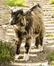 A very young goat looks into the camera