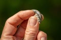 A very young grass snake in a hand Royalty Free Stock Photo