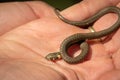 A very young grass snake in a hand Royalty Free Stock Photo