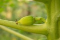 Very young green papayas on papaya tree