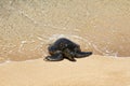 Very young green sea turtle coming up onto a sandy beach on Maui.