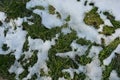 Very young juicy green spring grass under melting snow and with rays of light, a beautiful natural background. Royalty Free Stock Photo