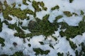 Very young juicy green spring grass under melting snow and with rays of light, a beautiful natural background. Royalty Free Stock Photo