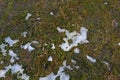 Very young juicy green spring grass under melting snow and with rays of light, a beautiful natural background. Royalty Free Stock Photo