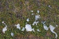 Very young juicy green spring grass under melting snow and with rays of light, a beautiful natural background. Royalty Free Stock Photo