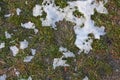 Very young juicy green spring grass under melting snow and with rays of light, a beautiful natural background. Royalty Free Stock Photo