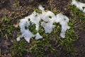 Very young juicy green spring grass under melting snow and with rays of light, a beautiful natural background. Royalty Free Stock Photo