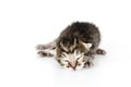Very young kitten sleeping Royalty Free Stock Photo