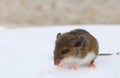 Little baby deer mouse in the snow