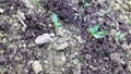 Very young a little green seedlings of vegetable Beta vulgaris with textured soil in the background in my organic garden