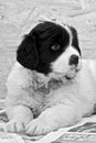 Very Young Male Landseer ECT pup - Black and White Royalty Free Stock Photo