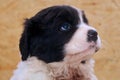 Very Young Male Landseer ECT pup Royalty Free Stock Photo