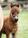 Headshot of a Young Shetland Foal