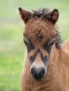 Headshot of a Young Shetland Foal Royalty Free Stock Photo