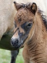 Headshot of a Young Shetland Foal