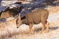 Very young mule deer fawn