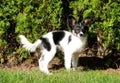 Very young papillon puppy in a garden