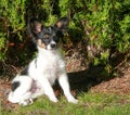 Very young papillon puppy in a garden