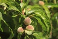 Young Peach fruits growing on a tree