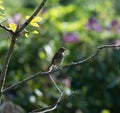 very young perching robin