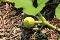 Very young pumpkin growing on the vine