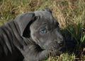 Very young puppy cane corso