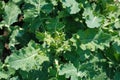 Very young rapeseed close up in spring