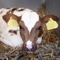 Very young red and white calf with big eyes lies in straw Royalty Free Stock Photo