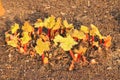 Very Young Rhubarb Shoots Royalty Free Stock Photo