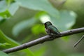 Very Young Ruby-throated Hummingbird Perched on Slender Tree Branch - Trochilidae Royalty Free Stock Photo