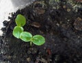 Very young seedlings of Passiflora edulis, a vine species of passion flower common Fruit of Passion or Gulupa, macro photography Royalty Free Stock Photo