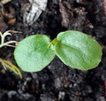 Very young seedlings of Passiflora edulis, a vine species of passion flower common Fruit of Passion or Gulupa, macro photography Royalty Free Stock Photo