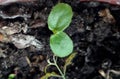 Very young seedlings of Passiflora edulis, a vine species of passion flower common Fruit of Passion or Gulupa, macro photography Royalty Free Stock Photo