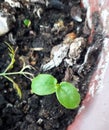 Very young seedlings of Passiflora edulis, a vine species of passion flower common Fruit of Passion or Gulupa, macro photography Royalty Free Stock Photo