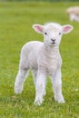 A very young, small lamb