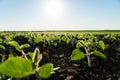 Very young soy plant. Farmer field with small young sprouts soybean. Soft focus Royalty Free Stock Photo