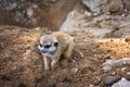 A very young suricate pup standing on the sand Suricata suricat Royalty Free Stock Photo