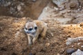 A very young suricate pup standing on the sand Suricata suricat