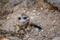 A very young suricate pup standing on the sand Suricata suricat Royalty Free Stock Photo