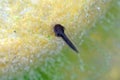 Days old tadpole in a pond with external gills visible Royalty Free Stock Photo