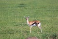 A very young Thomson Gazelle in the Kenyan grass landscape