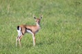 A very young Thomson Gazelle in the Kenyan grass landscape