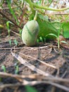 Very young watermelon like fruit