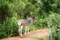 A very young zebra foal