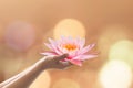 Vesak day, Buddhist lent day, Buddha`s birthday worshiping concept with woman`s hands holding water lilly or lotus flower