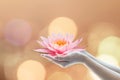 Vesak day, Buddhist lent day, Buddha`s birthday worshiping concept with woman`s hands holding water lilly or lotus flower Royalty Free Stock Photo